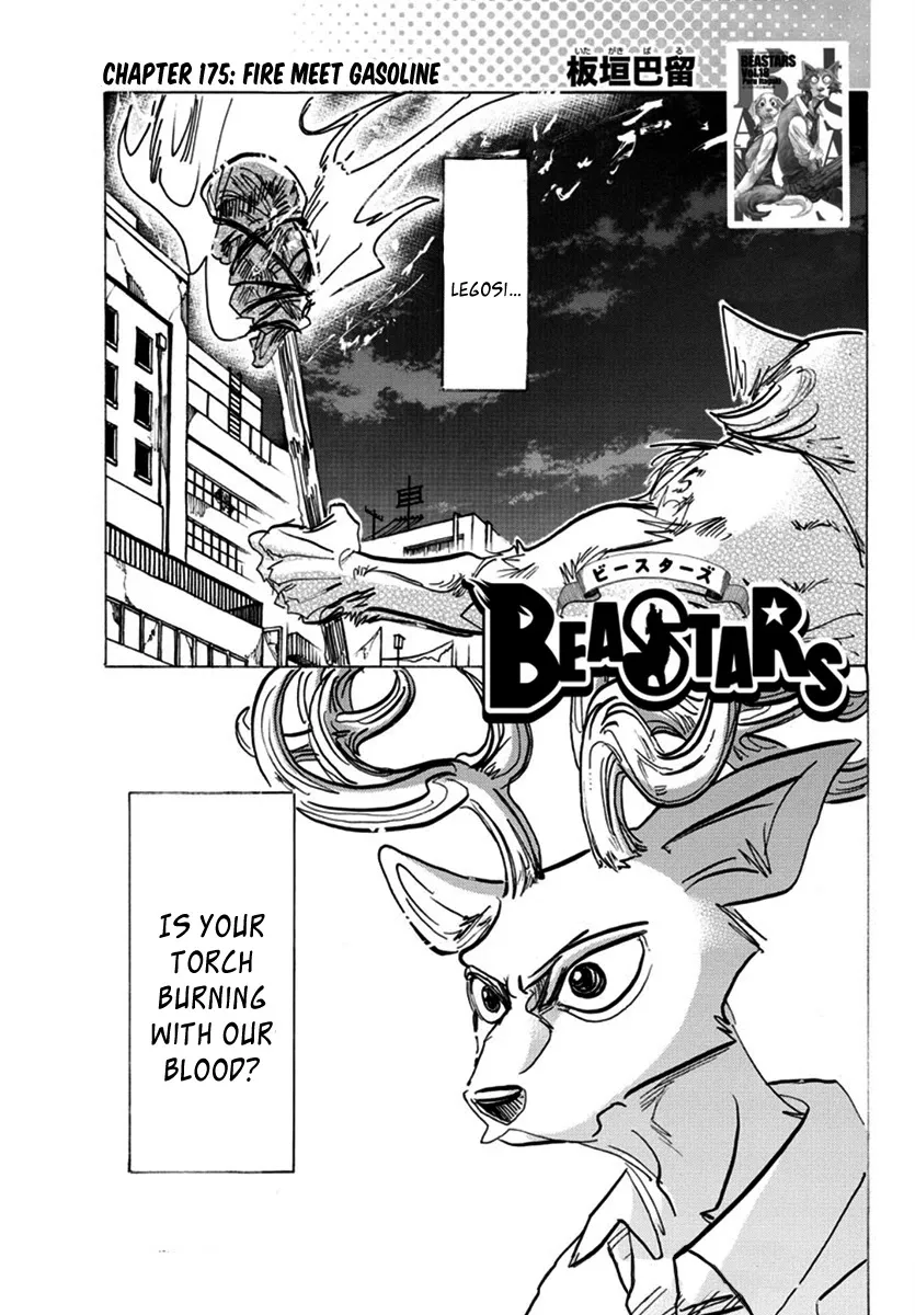 Read Beastars Chapter 175 - Fire Meet Gasoline Online